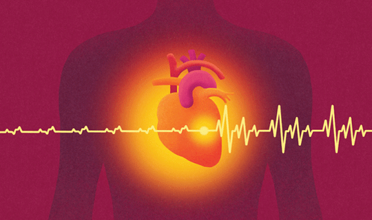 illustration of a human heart and heart beat