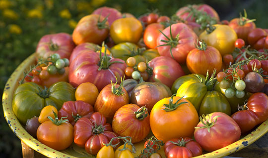 different varieties of heirloom tomatoes in a bowl