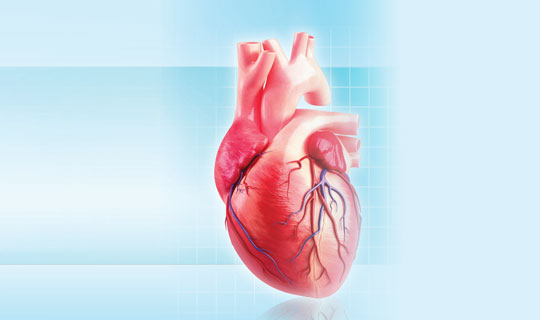 illustration of a human heart