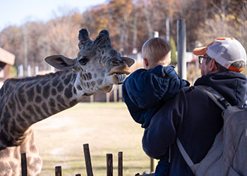 child interacting with a giraffe at the Turtle Back Zoo