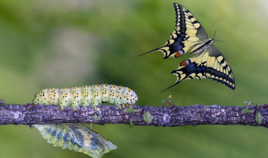 Caterpillar and butterfly