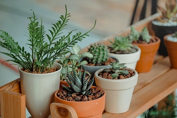 https://www.rwjbh.org/images/event-images/Plants.jpg