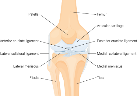 Physical Therapy in Baker County for Knee Pain - Patellar Tendonitis